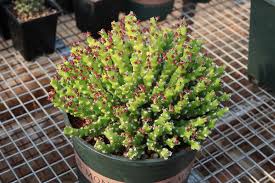 Image result for Euphorbia ramulosa