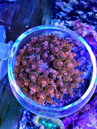 Reef systems coral farm, inc. Rose Bubble Tip Anemone Album On Imgur