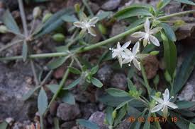 Image result for Glinus