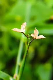 Image result for Dipcadi