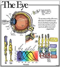 While We Re On Topic About The Definition Of Colours Varying Across Cultures Thanks Kieran Scipsy T Diagram Of The Eye Human Eye Diagram Eye Anatomy Diagram