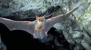 Fledermause Fledermaus Gefunden Was Nun Br Wissen