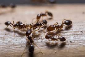 If you have questions about california's licensing, certification, and training requirements to perform pest control work (new applications, renewals, change of address, qualifications, examinations, study materials, and. Pest Control Gamaliel Ky Plateau Termite Pest Control