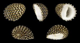 A straight peyote ride into darkness. Nerita Exuvia Wikipedia