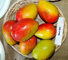 We did not find results for: Mango 335 Not Ott In 2021 Mango Mango Varieties Fruit