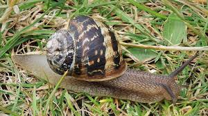 There methods to cut down on how many you have in and around your plants. The Splintered Mind Are Garden Snails Conscious Yes No Or Gong