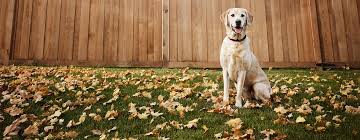 Signs my dog has a uti. Dog Urine Infection Symptoms Treatment Purina