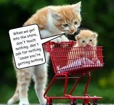 Cute kittens kittens and puppies cats and kittens pretty cats beautiful cats animals beautiful i love cats crazy cats bb chat. Mama Cat Tells Kitten He Inst Getting Anything In Store Haha Cute Baby Cats Cute Animal Quotes Funny Cat Memes