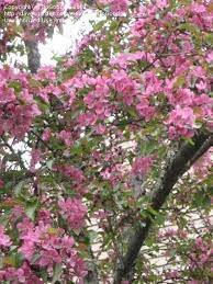 Maybe you would like to learn more about one of these? Plant Identification Closed Pink Flowering Tree 20 Ft High Zone 5b 2 By Nancygroutsis