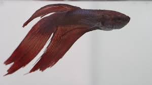My second fish was an all red betta fish. Curing Dropsy In Betta Fish Fish Care