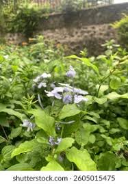 Image result for Strombosia