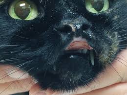 Skin hypersensitivity is caused by exposure to flea saliva clinical signs of dermatitis in cats can be from any number of sources, however in flea allergic. Flea Allergy Dermatitis What Your Clients Need To Know Today S Veterinary Nurse