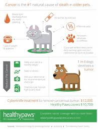 Understanding And Paying For The Cost Of Cancer Treatment For Your Pet Healthy Paws Pet Insurance