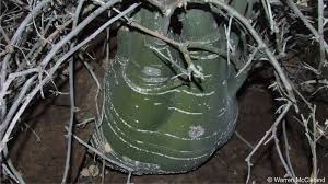 Image result for Adenia fruticosa