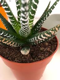 If you click and buy we may make a commission, at no additional charge to you. Should I Repot My Plants That I Bought Online Gardening Landscaping Stack Exchange