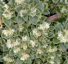 Image result for Alternanthera pungens