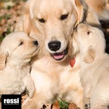 Degerleri Hatirlatma Gunlerinden Birisi Daha Hatirlayalim Onlari Unutmayalim 4 Ekim Hayva Golden Retriever Yavrusu Golden Retriever Cok Sirin Hayvanlar