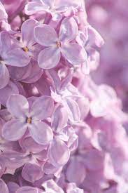 Flowers Lilac Flowers Flower Wallpaper Flowers
