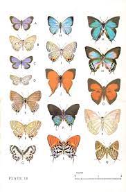 Butterfly Butterflies Butterfly Print Butterfly Lithograph Etsy In 2022 Butterfly Artwork Vintage Butterfly Print Butterfly Wall Art