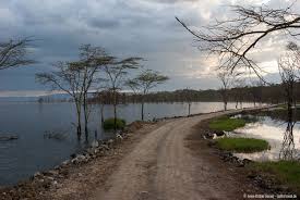 The surface of the shallow lake is often hardly recognizable due to the continually shifting mass of pink. Lake Nakuru Nationalpark In Kenia