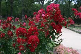 Even with its superior drought tolerance, there's no need to. Crepe Myrtle Lagerstroemia Indica Dynamite In The Crepe Myrtles Database Garden Org