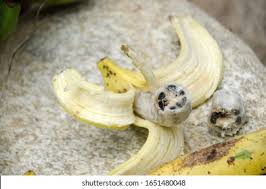 Banana Seeds Images Stock Photos Vectors Shutterstock