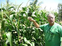Corn stalks can grow 4 to 10 feet in height at maturity. Green Garden Tips How To Grow Tall Corn Youtube