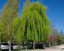 Image result for Salix babylonica