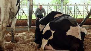 Discover Dairy How Do Cows Make Milk Youtube