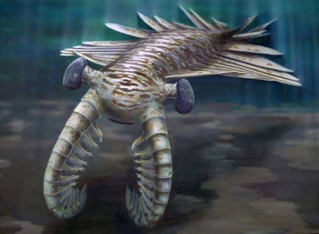 The sharp eyes of Anomalocaris, a top predator that lived half a billion years ago | National Geographic