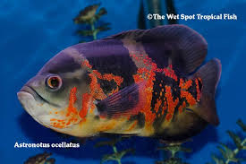 Astronotus Ocellatus Tiger Oscar Oscar Fish Tropical Fish Fish