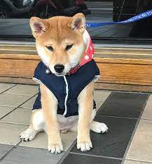 pin by marti keller on shiba inu shiba inu puppy shiba inu dogs