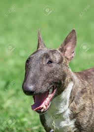 Maybe you would like to learn more about one of these? Miniature Brindle And White Bull Terrier Is Standing With Lolling Stock Photo Picture And Royalty Free Image Image 124579797