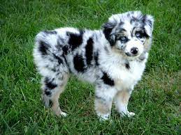 Founded in 1884, the akc is the recognized and trusted expert in breed, health and training information for. Shepherd Puppies Aussie Dogs Cute Dogs