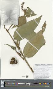Image result for Hypselodelphys scandens