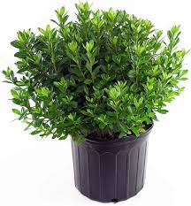 Image result for Whitfieldia brazzae