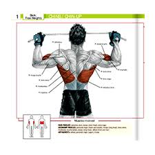 This is a partial list of weight training exercises organized by muscle groups. Pull Up Muscle Chart Hanada