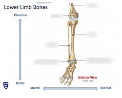 Vtt 150 horse leg anatomy diagram quizlet. Lower Limb Bones Diagram Quizlet