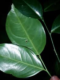 Image result for Opiliaceae