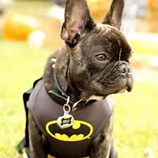The breed is the result of a cross between toy bulldogs imported from england and local ratters in paris, france, in the 1800s. Brix The French Bulldog Batman Costume Batman Dog French Bulldog Bulldog