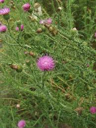 Image result for Criscianthus