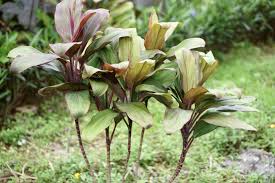 Can a ti plant be grown in a pot? Ti Plant Care Growing Guide