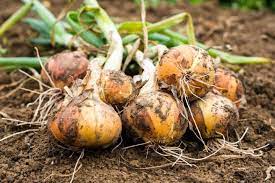 Check spelling or type a new query. Growing Onions Planting Growing And Harvesting Onions The Old Farmer S Almanac