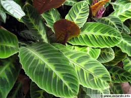Plante verte interieur peu lumiere. Plantes Adaptees A Un Interieur Peu Lumineux