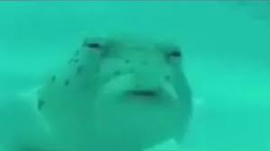 Telur itu bahkan masih berbentuk utuh lengkap dengan kulitnya. Vidio Ikan Buntal Yang Viral Di Tiktok Youtube