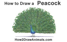 'through children's eyes' portal is a virtual gallery of creativity. How To Draw A Peacock