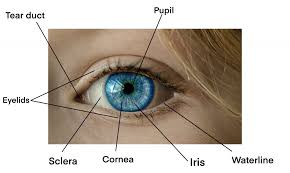 On a device or on the web, viewers can watch and discover millions of personalized short videos. How To Draw Eyes Structure And Tips Mary Li Art