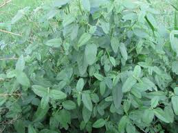 Image result for Sida spinosa