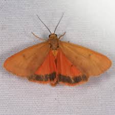 Image result for Melhania virescens