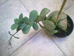 Image result for Kalanchoe marmorata
